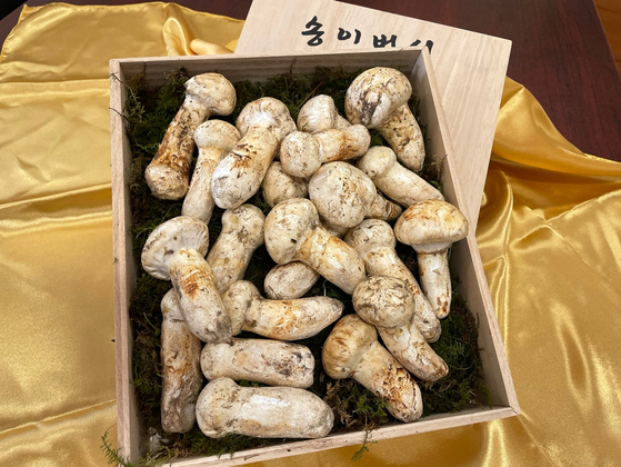 천종산삼은 12월 중순까지 오리건산 1등급 송이버섯을 판매한다. 이은영 기자
