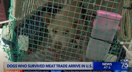 KTLA 5 영상 캡처