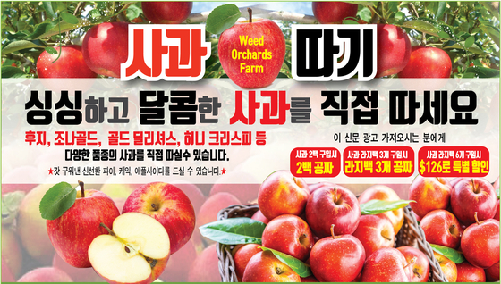 뉴욕주 말보로에 있는 위드오차드 농장은 인기 있는 사과 품종인 후지, 조나골드, 골드 딜리셔스, 허니 크리스피 등을 준비하고 애플피킹에 나서는 고객들을 맞고 있다. [사진 위드오차드 농장] 