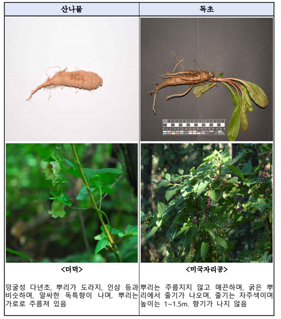 모양이 유사해 구별하기 어려운 산나물과 독초. 사진 산림청 국립수목원