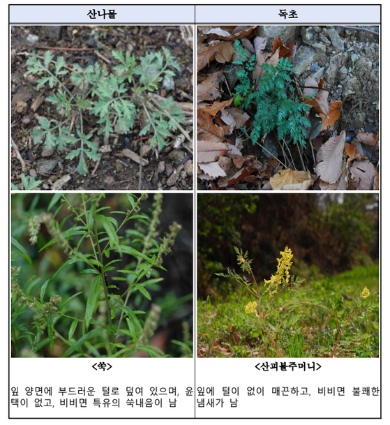 모양이 유사해 구별하기 어려운 산나물과 독초. 사진 산림청 국립수목원