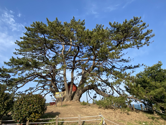 부산 기장군 곰솔. 일본 학자들도 아름다움에 반했다고 전해진다. 사진 산림청