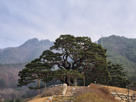 강원 영월군 산솔면에 있는 소나무(보호수). 제약회사 솔표 우황청심환 모델 나무로 알려져 있다. 사진 산림청