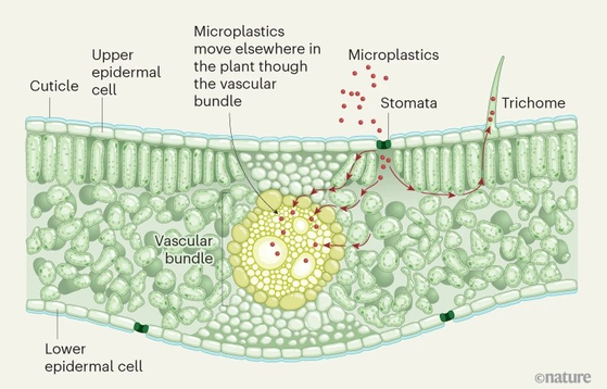 작물 잎에 미세플라스틱이 유입되는 경로. 기공(Stomata) 등을 통해 잎에 들어간 뒤 내부에 축적된다. 네이처 제공