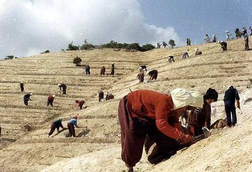 1973~1977년 영일만 산림 복구 장면. 사진 문화재청