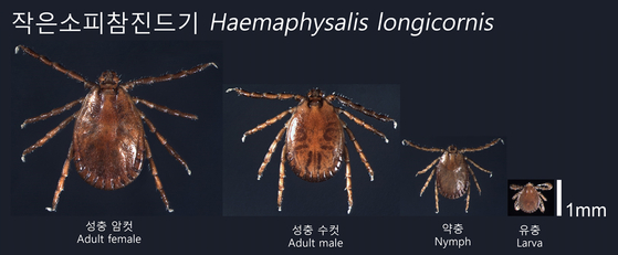 발생단계별 참진드기 모습. 사진 질병관리청