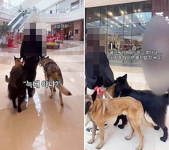 대형견 세 마리에 입마개를 채우지 않고 대형 쇼핑몰을 활보한 여성 견주. 온라인커뮤니티 캡처