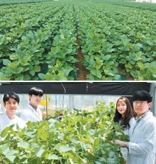 전북 김제시 논 콩 재배지. 아래 사진은 국립식량과학원 밭작물개발과 연구원들이 경남 밀양 시험온실에서 콩 생육을 조사하는 모습.