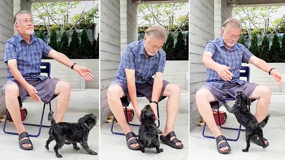 2022년 7월 30일 평산마을 비서실이 인스타그램을 통해 공개한 문재인 전 대통령의 영상. 문 전 대통령이 반려견 ‘토리’와 놀아주고 있다. 인스타그램 캡처