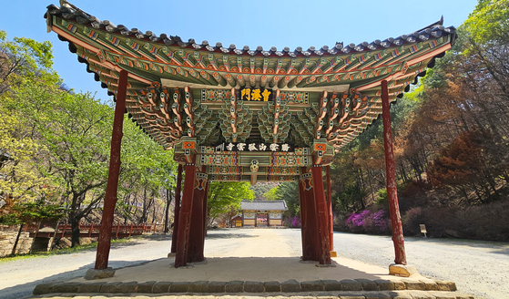 경북 의성 고운사 일주문. 고운사는 지난 3월 산불로 큰 피해를 입었으나 보도와 달리 전소하지는 않았다. 시커멓게 그을린 일주문 오른쪽 숲과 신록 푸른 왼쪽 숲이 마주보고 있다.
