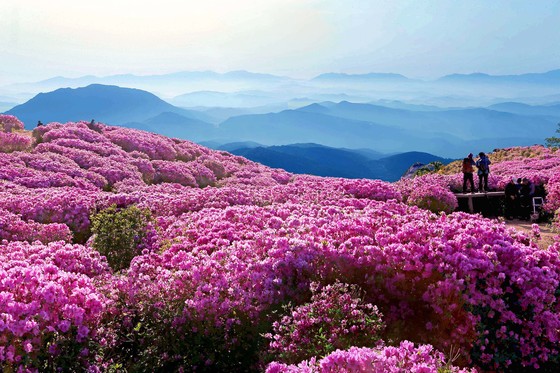 경남 산청 지역에서 황매산 철쭉제가 열릴 예정이다. [중앙포토]
