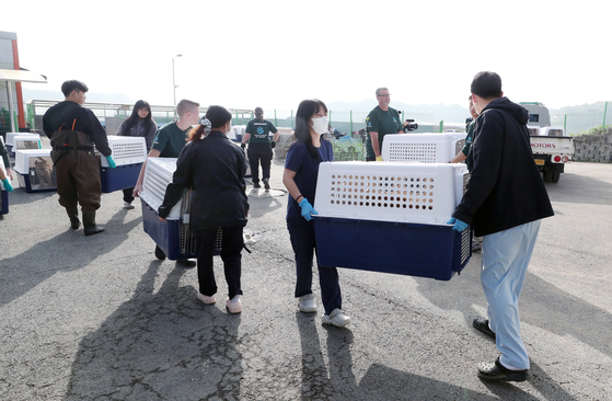 충북 청주시는 불법 도축농장에서 구조된 개를 8일 인천공항으로 보내고 있다. 사진 청주시