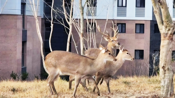 전남 순천시 용당동 한 아파트단지에 사슴떼가 나타나 순천시가 대책 마련에 나섰다. [뉴스1]