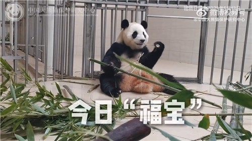 푸바오의 건강이상설 해명 영상. 사진 중국 자이언트판다보호연구센터 웨이보 캡처