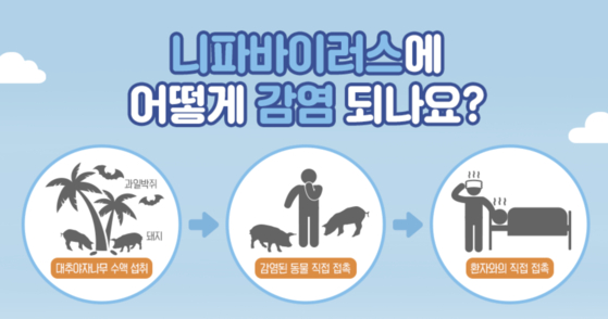 2019년 8월 질병관리본부(질병관리청 전신)의 니파바이러스 안내 카드뉴스. 사진 질병관리본부(질병관리청)