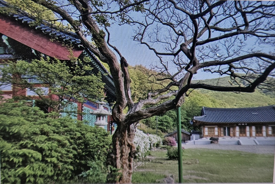 충북 영동군 반야사 경내에 있는 배롱나무. 산림청