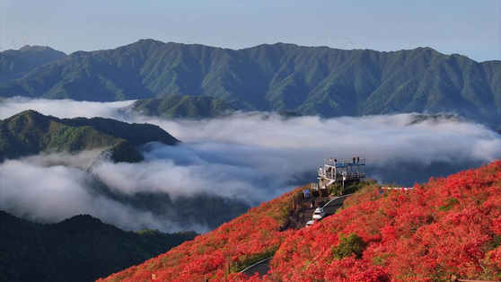 진달래가 만개한 후난(湖南)성 융저우(永州)시 솽파이(雙牌)현 양밍산(陽明山)을 드론 사진에 담았다. 신화통신