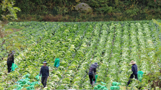 지난해 10월9일 강원 평창군 대관령 일원에서 배추 출하 작업이 진행 중이다. 연합뉴스