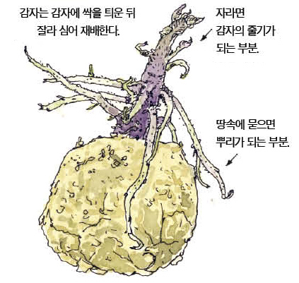 우리 주변 식물들의 비밀 이야기 63 감자