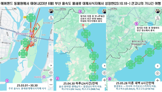 큰고니 여름의 이동 경로. 에버랜드