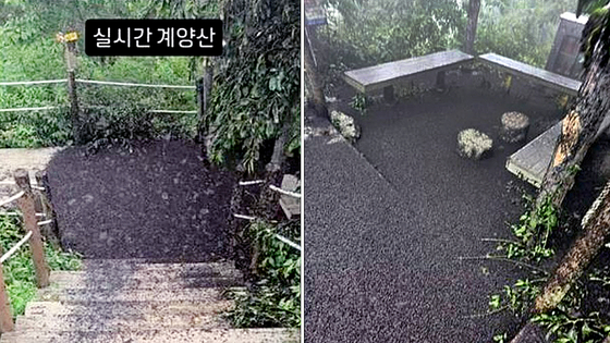 지난 28일 인천 계양구 계양산 정상 등산로를 점령한 러브버그 사체들. 사진 블로그·인스타그램 캡처