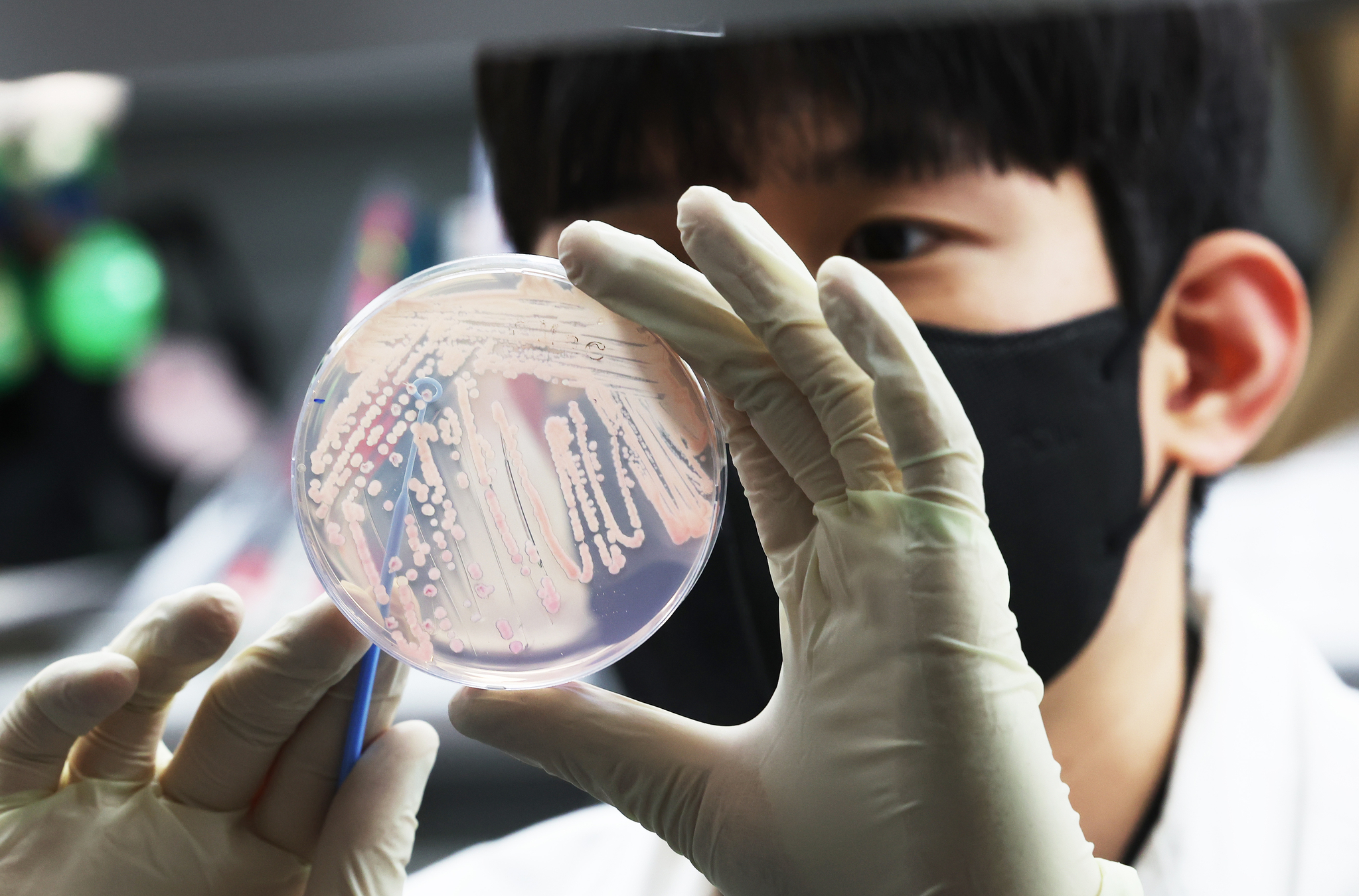 지난 5월 수원 소재 경기도보건환경연구원에서 연구원이 식중독균 배양분리작업을 시연하고 있다. 연합뉴스