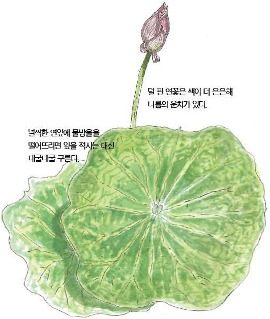 우리 주변 식물들의 비밀 이야기 64 연꽃