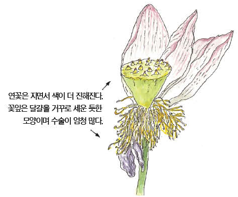 우리 주변 식물들의 비밀 이야기 64 연꽃
