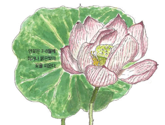우리 주변 식물들의 비밀 이야기 64 연꽃