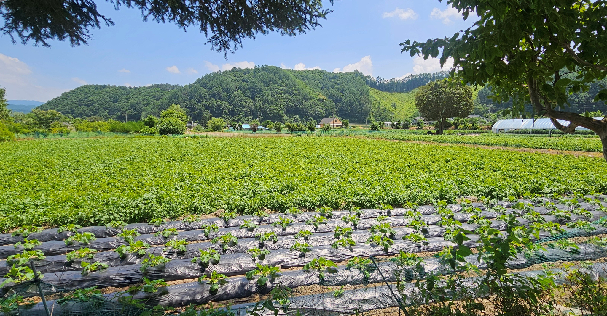 지난 9일 강원도 평창군 봉평면의 정은경 보건복지부 장관 후보자 남편 소유 농지. 평창=채혜선 기자