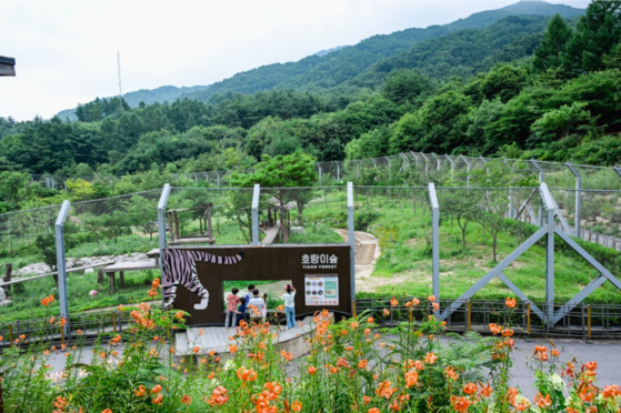경북 봉화군 국립백두대간수목원의 호랑이숲. [사진 한국수목원정원관리원]
