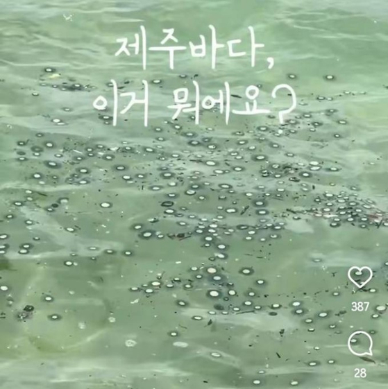 제주도 해수욕장에 출현한 해파리 떼. 푸른색 곰팡이처럼 보이는 이 해파리의 정체는 ‘푸른우산관해파리’인 것으로 드러났다. 인스타그램 캡처