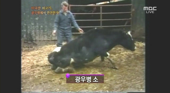 MBC가 2008년 4월 29일 방송한 PD수첩 광우병 보도 영상. [MBC 화면 캡처]