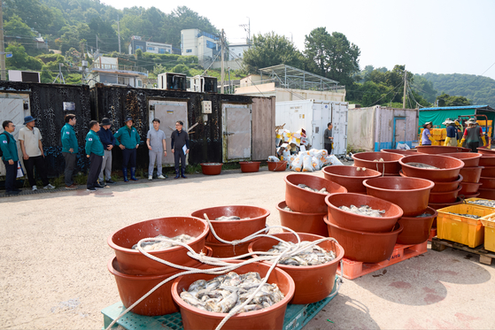 지난해 8월 경남 통영시 산양읍에서 고수온으로 떼죽음을 당한 어류가 고무 대야에 한가득 담겨 있다. 사진 통영시