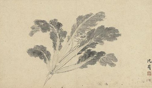 명나라 화가 심주(沈周, 1427~1509)가 그린 배추 그림. 출처 대만 국립고궁박물원(사진 세계김치연구소)