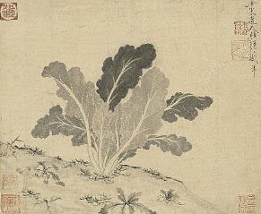 원나라 승려 고영(顧瑛, 1310~1369)이 그린 배추 그림. 이 무렵 한반도에도 유입돼 재배됐다. [사진 대만 국립고궁박물원]