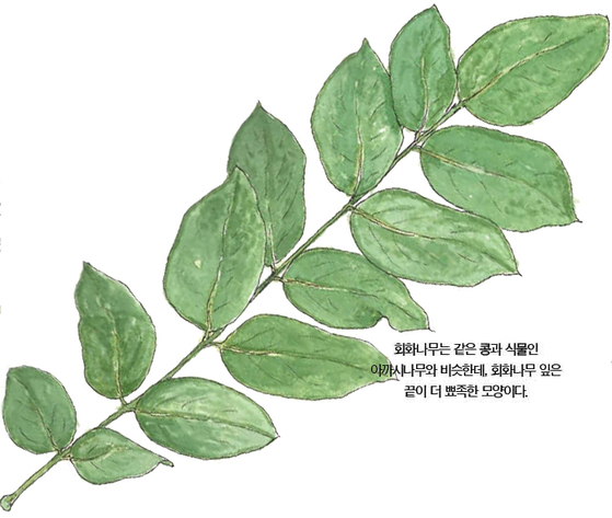 우리 주변 식물들의 비밀 이야기 65 회화나무
