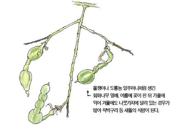 우리 주변 식물들의 비밀 이야기 65 회화나무