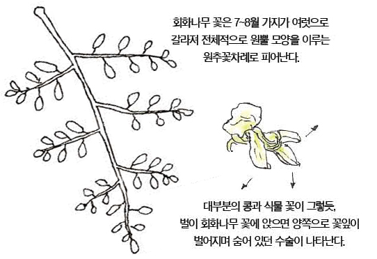 우리 주변 식물들의 비밀 이야기 65 회화나무
