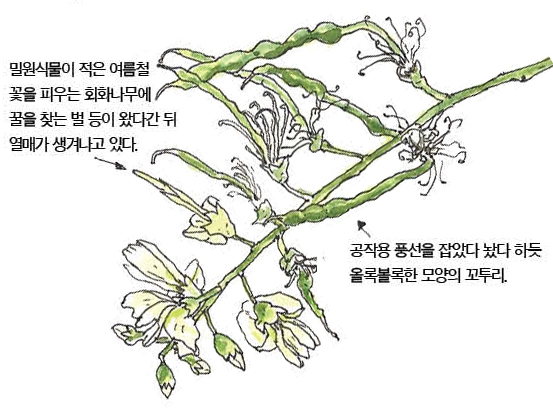 우리 주변 식물들의 비밀 이야기 65 회화나무