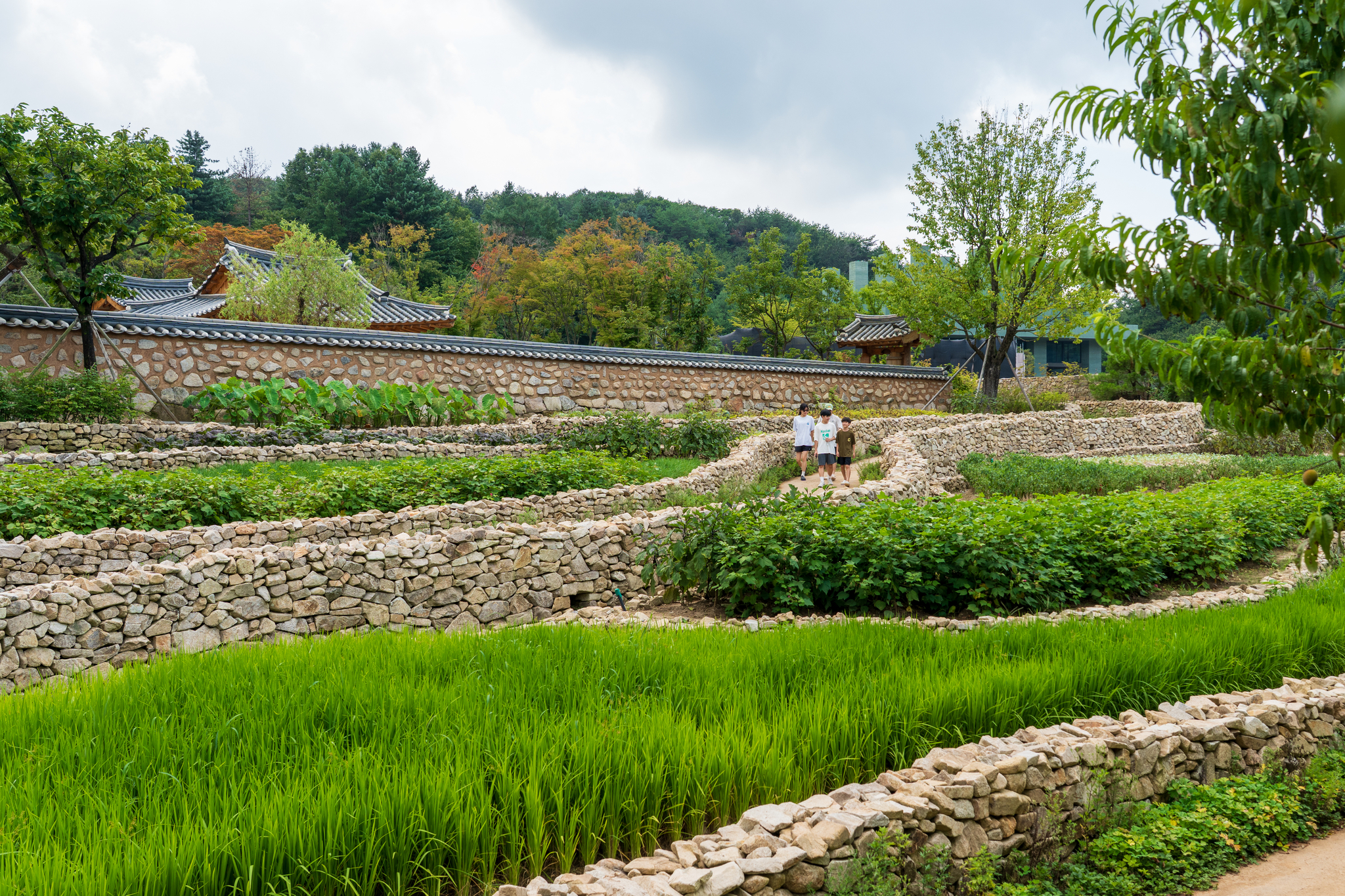 영화 '서편제' 속 청산도 돌담길을 모티브로 한 '남도돌담길'도 있다. 돌담 안쪽에 벼·대파 등이 푸릇푸릇하게 고개를 들고 있다. 백종현 기자