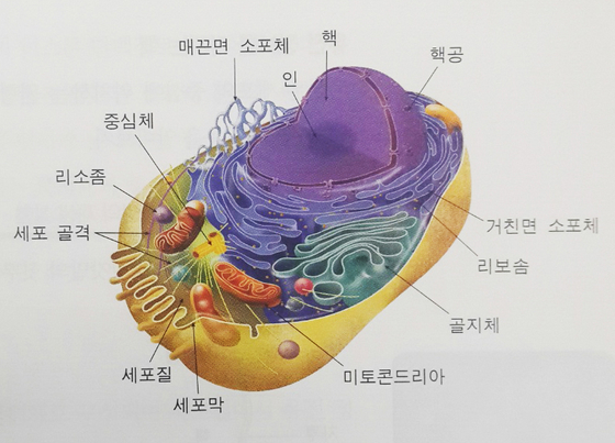 세포의 구성 모습