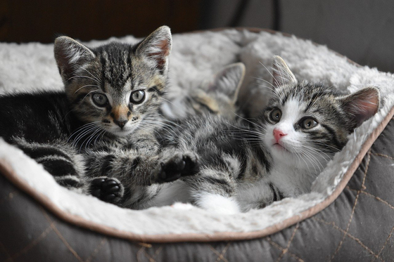 고양이 자료사진. 사진 pixabay