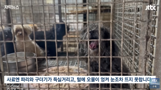 브루셀라병에 감염된 강아지 105마리가 구출된 인천 강화군의 한 동물 번식장 모습. JTBC 캡처