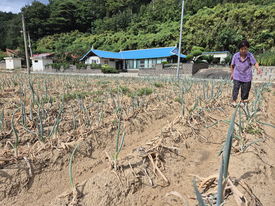 1일 오후 강원 강릉시 성산면 위촌리 한 초등학교 옆 대파밭. 뜨거운 햇볕에 대파가 온통 누렇게 말라 있다. 박진호 기자
