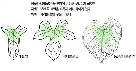 우리 주변 식물들의 비밀 이야기 66 메꽃