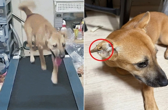 러닝머신 위를 달리는 개(왼쪽), 개의 귀에 귀걸이가 채워져 있는 모습(오른쪽). 사진 틱톡·케어 SNS 캡처