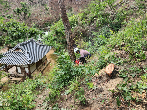 지난 3월 발생한 대형 산불로 피해가 난 경북 안동시 길안면 만휴정 원림에서 복구 관계자들이 고사목 제거 작업을 하고 있다. 사진 안동시