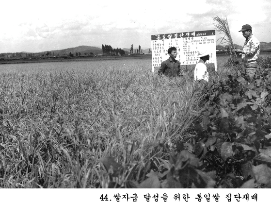 1970년 쌀 자급 달성을 위한 통일벼 집단 재배 현장. 당시 정부는 전국에 농촌지도사를 파견하며 통일벼 경작을 격려했다. 수확량이 월등한 농가에는 상금도 주었다. [중앙포토]