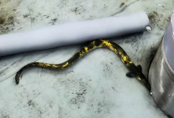 수조에서 활동 중인 황금장어. 사진 강원도